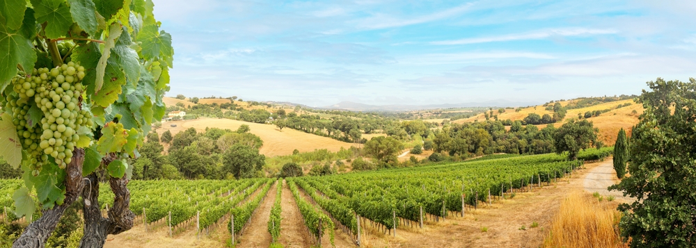 vignes